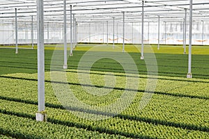 Cultivation of cupressus in a Dutch greenhouse