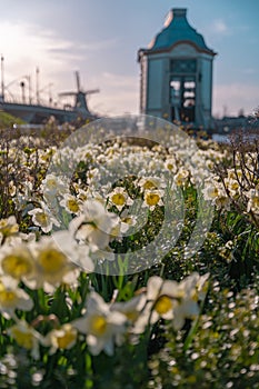 Cultivation of daffodils (Narcissus poeticus) in a beautiful garden of Zaanse Schans museum in sunny day