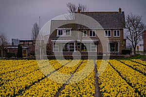 Cultivation of daffodils (Narcissus poeticus) in rows in the plains in rainy weather