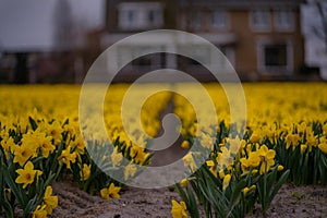 Cultivation of daffodils (Narcissus poeticus) in rows in the plains in rainy weather