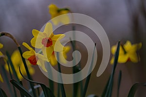 Cultivation of daffodils (Narcissus poeticus) in rows in the plains in rainy weather