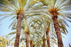 Cultivation of date palms in Israel.