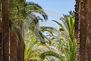 Cultivation of date palms in Israel.