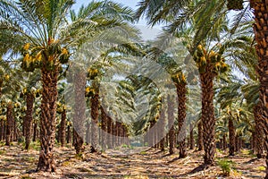 Cultivation of date palms in Israel.