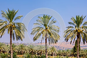 Cultivation of date palms in Israel.