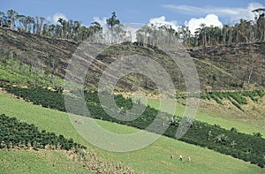 Cultivation and deforestation in Brazil. photo