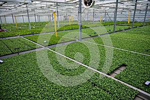 Cultivation of differenent indoor fern plants in glasshouse in Westland, North Holland, Netherlands. Flora industry