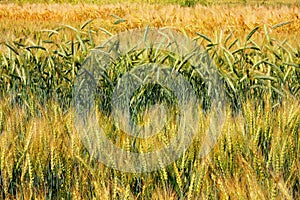 Cultivation of different varieties of wheat