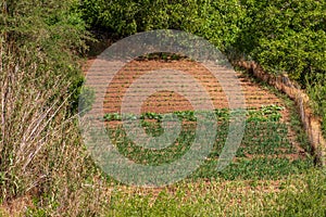 Cultivation of different vegetables on a small field in the mountains of Gran Canaria