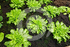 cultivation of endive in the greenhouse. growing escarole for harvesting in organic soil