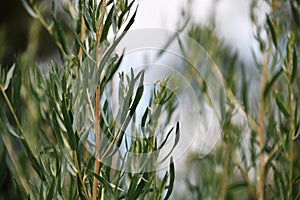 Cultivation of Estragon Tarragon, Artemisia dracunculus herbal plants.