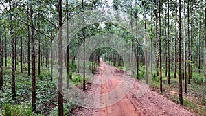 cultivation of eucalyptus trees