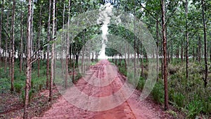 cultivation of eucalyptus trees