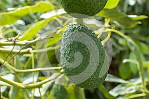 Cultivation of tasty hass avocado trees, organic avocado plantations in Costa Tropical, Andalusia, Spain photo