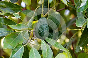 Cultivation of tasty hass avocado trees, organic avocado plantations in Costa Tropical, Andalusia, Spain photo