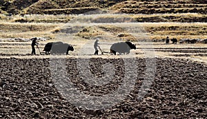 Cultivation in the field photo