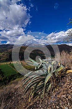 cultivation fields in alley of huaylas with snowy mountain in the background and cacti in the foreground photo