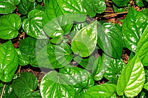 Cultivation of fresh and green Banarasi paan leaves in India