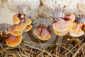 Cultivation of Ganoderma lucidum