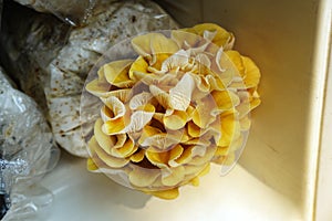 The cultivation of Golden Oyster Mushroom in organic farm. Yellow oyster mushroom Pleurotus djamor grow out of the nursery.