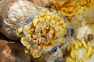 The cultivation of Golden Oyster Mushroom in organic farm. Yellow oyster mushroom Pleurotus djamor grow out of the nursery.