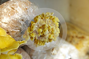 The cultivation of Golden Oyster Mushroom in organic farm. Yellow oyster mushroom Pleurotus djamor grow out of the nursery.