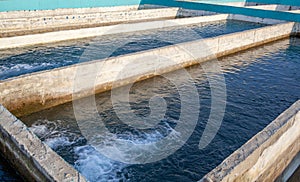 Cultivation of golden trout and other fish in concrete pools.