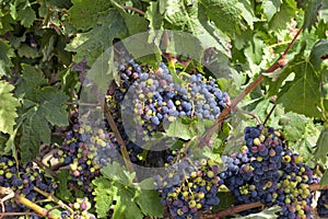 Vineyards in the region of La Rioja in Spain