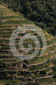 Cultivation of grapevine plants on the hills of the Cinque Terre. Terracing with stone walls