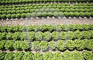 cultivation of green lettuce in fertile sandy soil in the Padana