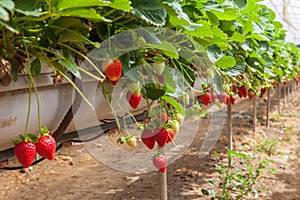 Cultivation on greenhouse