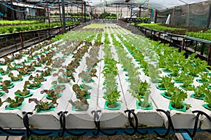 Cultivation hydroponics green vegetable in farm