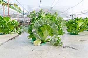 Cultivation hydroponics green vegetable in farm