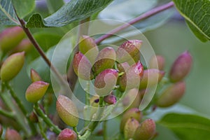 Cultivation of important ingredient of Italian cuisine, plantation of pistachio trees with ripening pistachio nuts near Bronte, photo