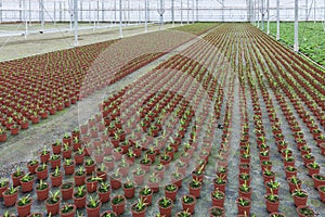 Cultivation of indoor plants in a Dutch greenhouse