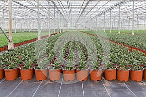 Pěstování z krytý rostliny v holandský skleník 