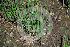Cultivation Japanese leek