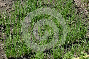 Cultivation Japanese leek