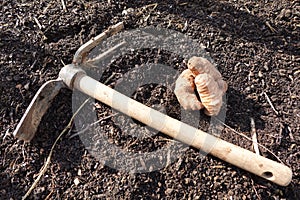 cultivation of jerusalem artichoke. planting sunroot with hoe in the organic vegetable garden