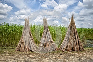 Cultivation of jute in India. Jute is one of the important natural fibers after cotton in terms of cultivation and usage.