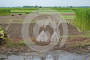 Cultivation of jute in India. Jute is one of the important natural fibers after cotton in terms of cultivation and usage.