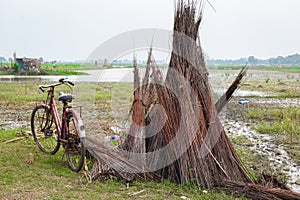 Cultivation of jute in India. Jute is one of the important natural fibers after cotton in terms of cultivation and usage