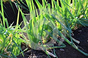 Cultivation of leek