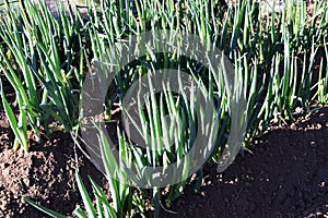 Cultivation of leek