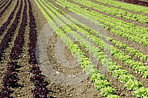 Cultivation of lettuce photo