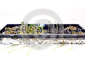 Cultivation of microcline