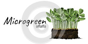 Cultivation of microgreen alfalfa