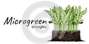 Cultivation of microgreen shungiku
