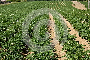 Cultivation of mountain potatoes montese zocca italy photo