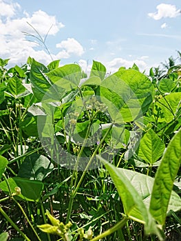 cultivation of mung bean (Vigna radiata), alternatively known as the green gram